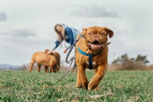 Tierhalter-Haftpflicht - Tipps und Fakten von Allfinanz-Makler.com
