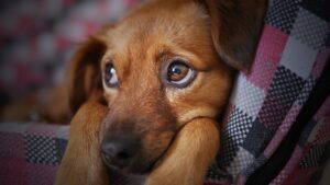 Tierkrankenversicherung einfach erklärt - Tipps und Fakten von Allfinanz-Makler.com